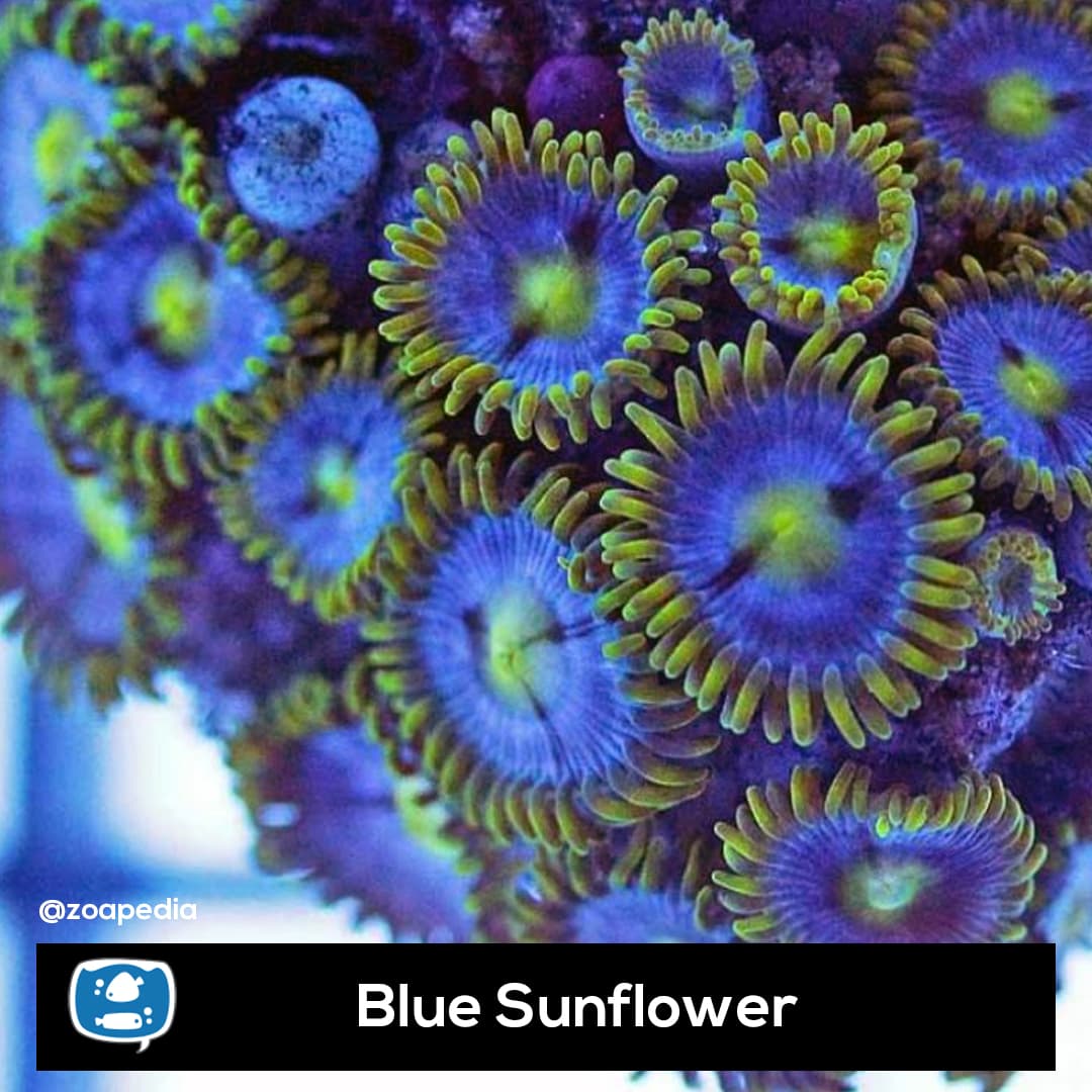 Blue Sunflower