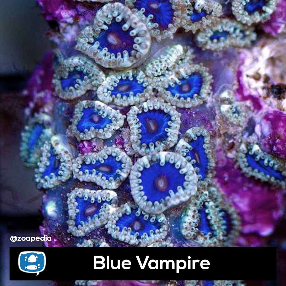 Blue Vampire