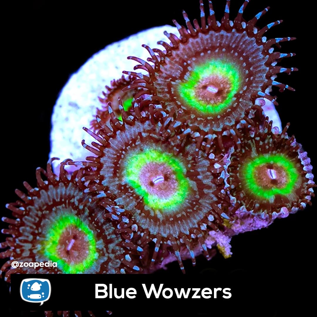 Blue Wowzers