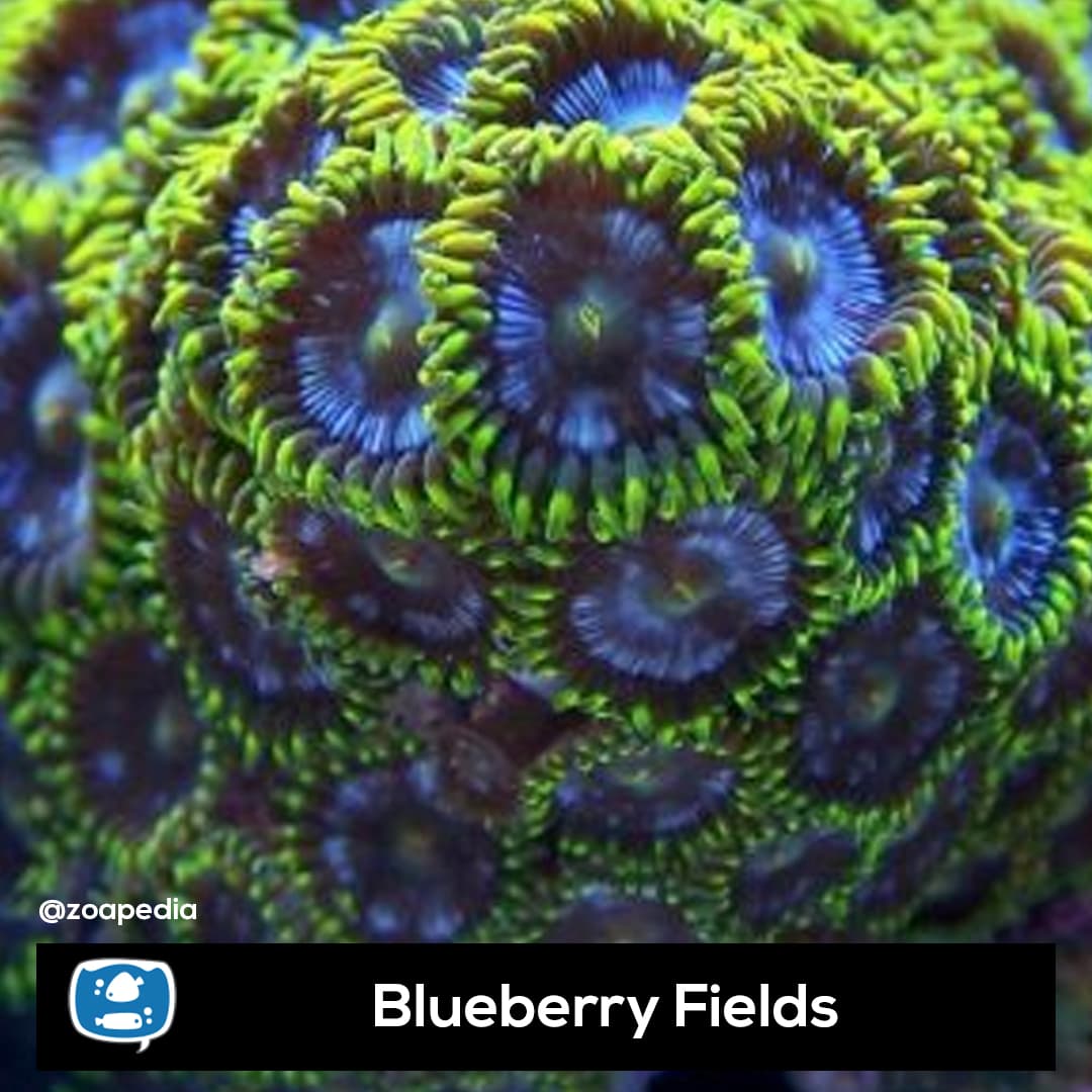 Blueberry fields