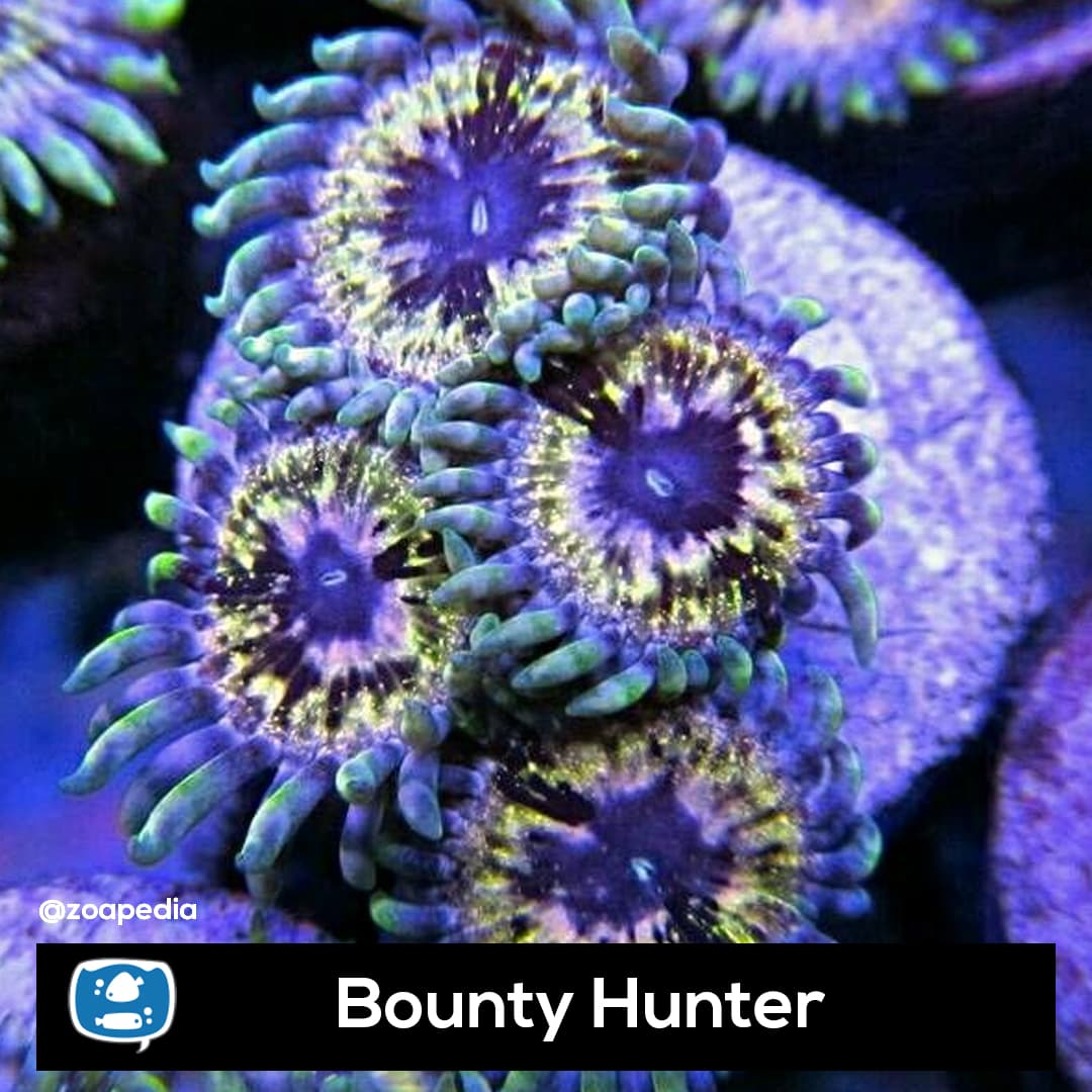 Bounty Hunter