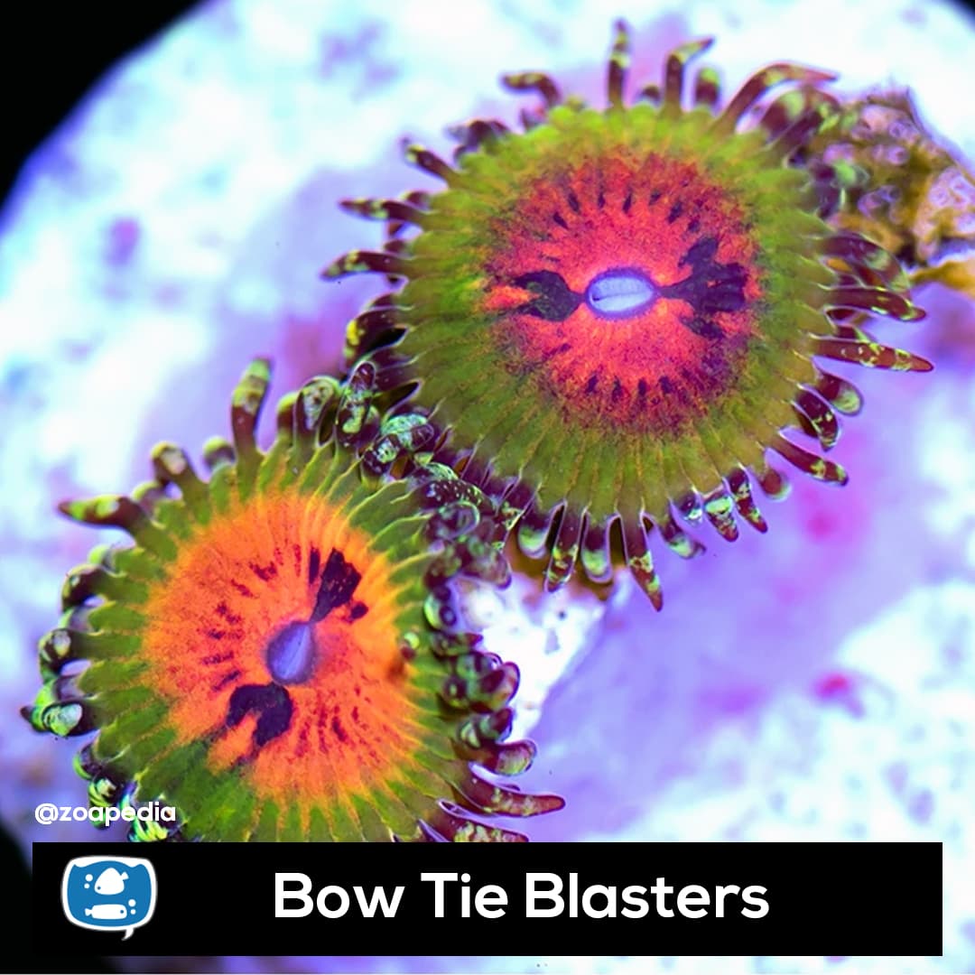 Bow Tie Blasters