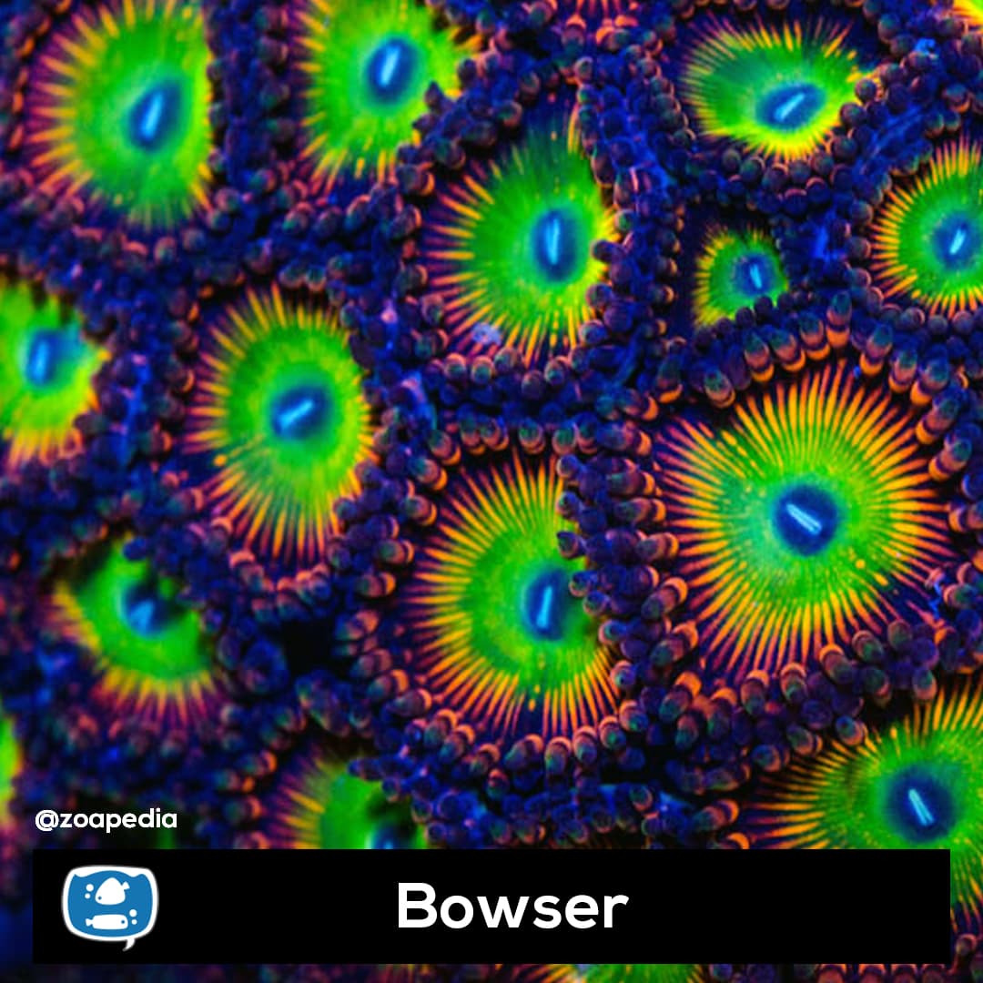 Bowser