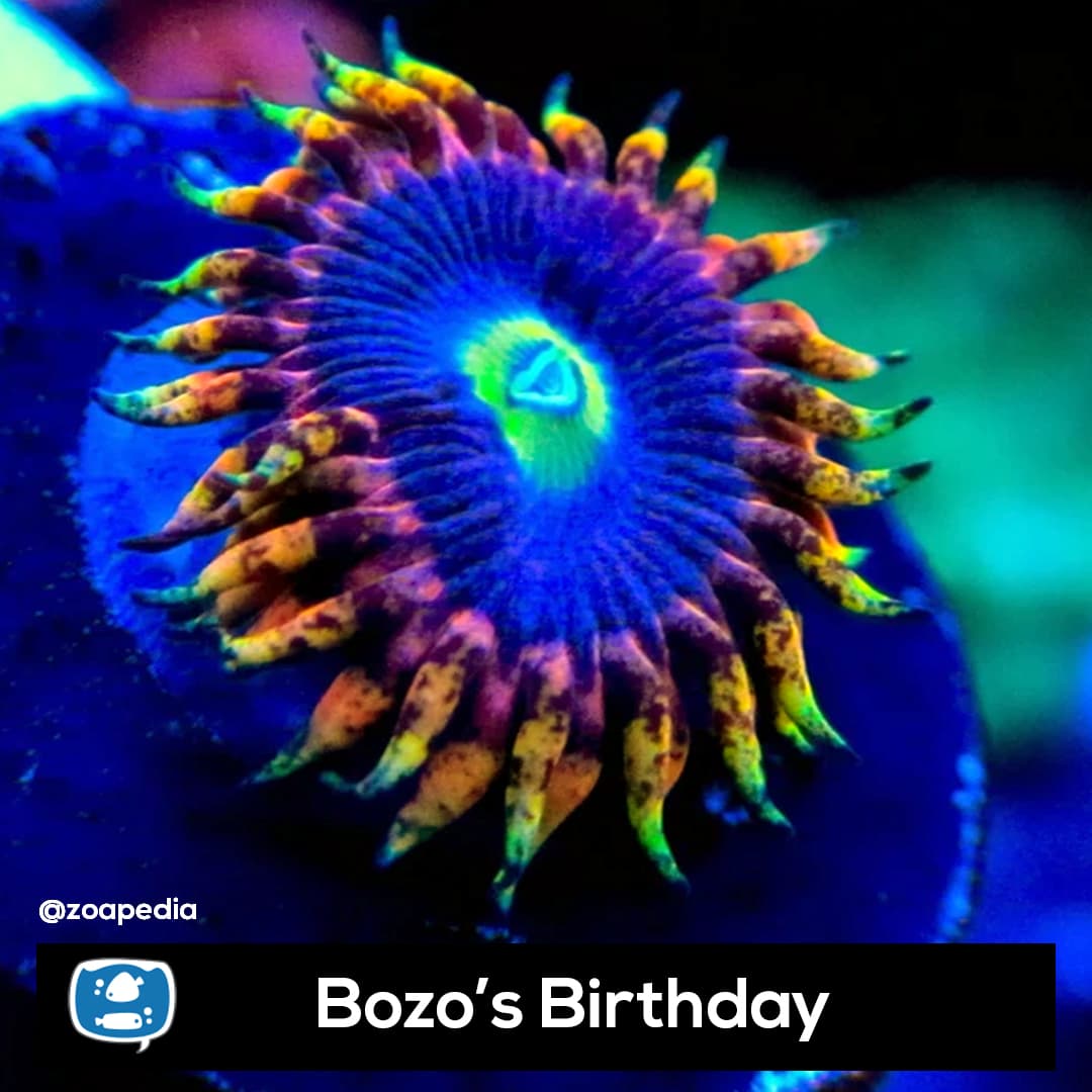 Bozos Birthday