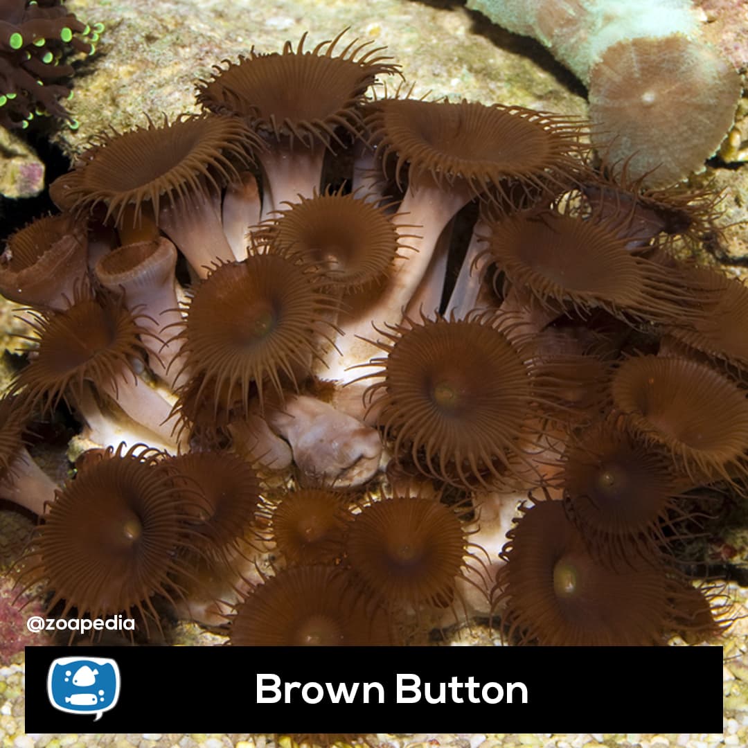 Brown Button