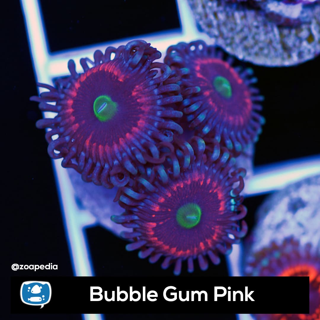 Bubble Gum Pinks