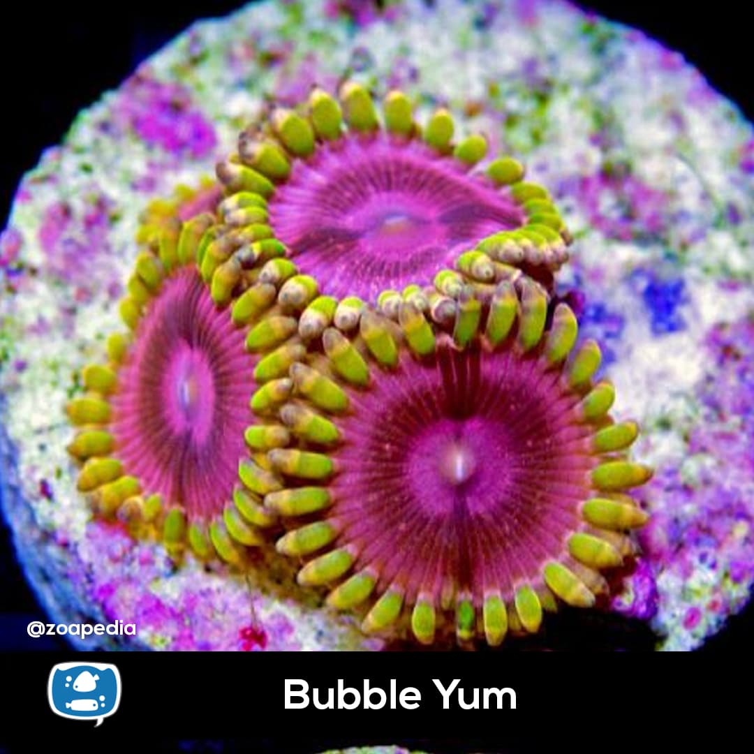Bubble Yum