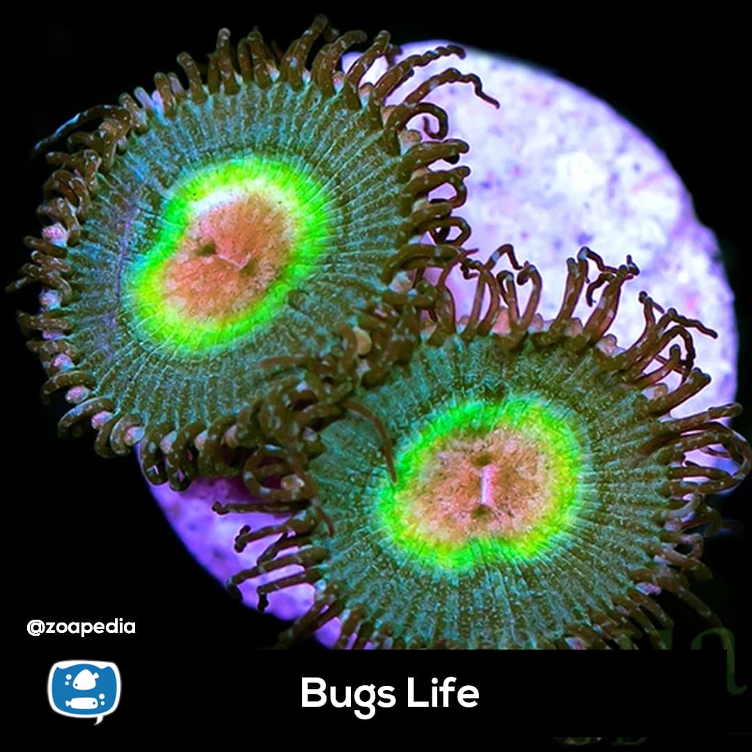 Bugs Life