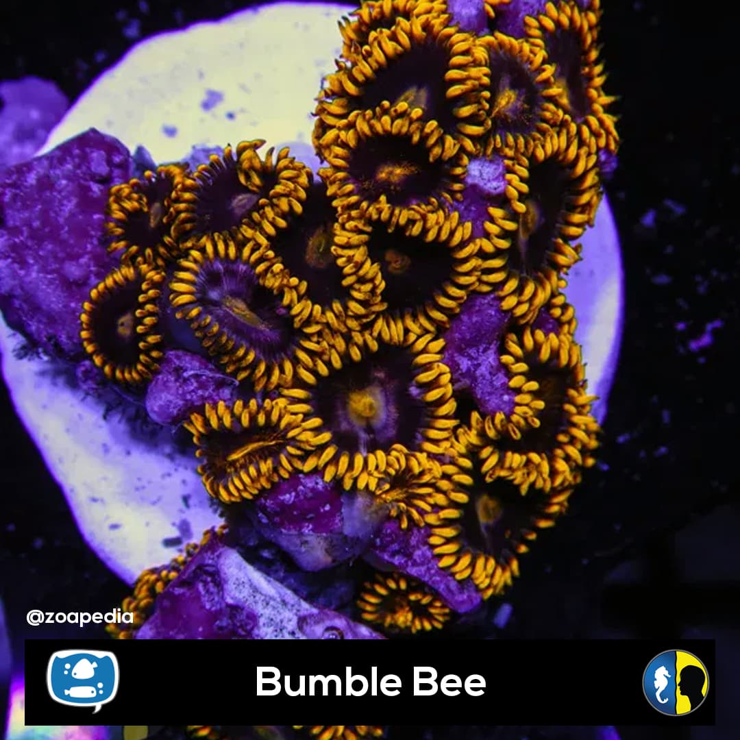 Bumble Bee