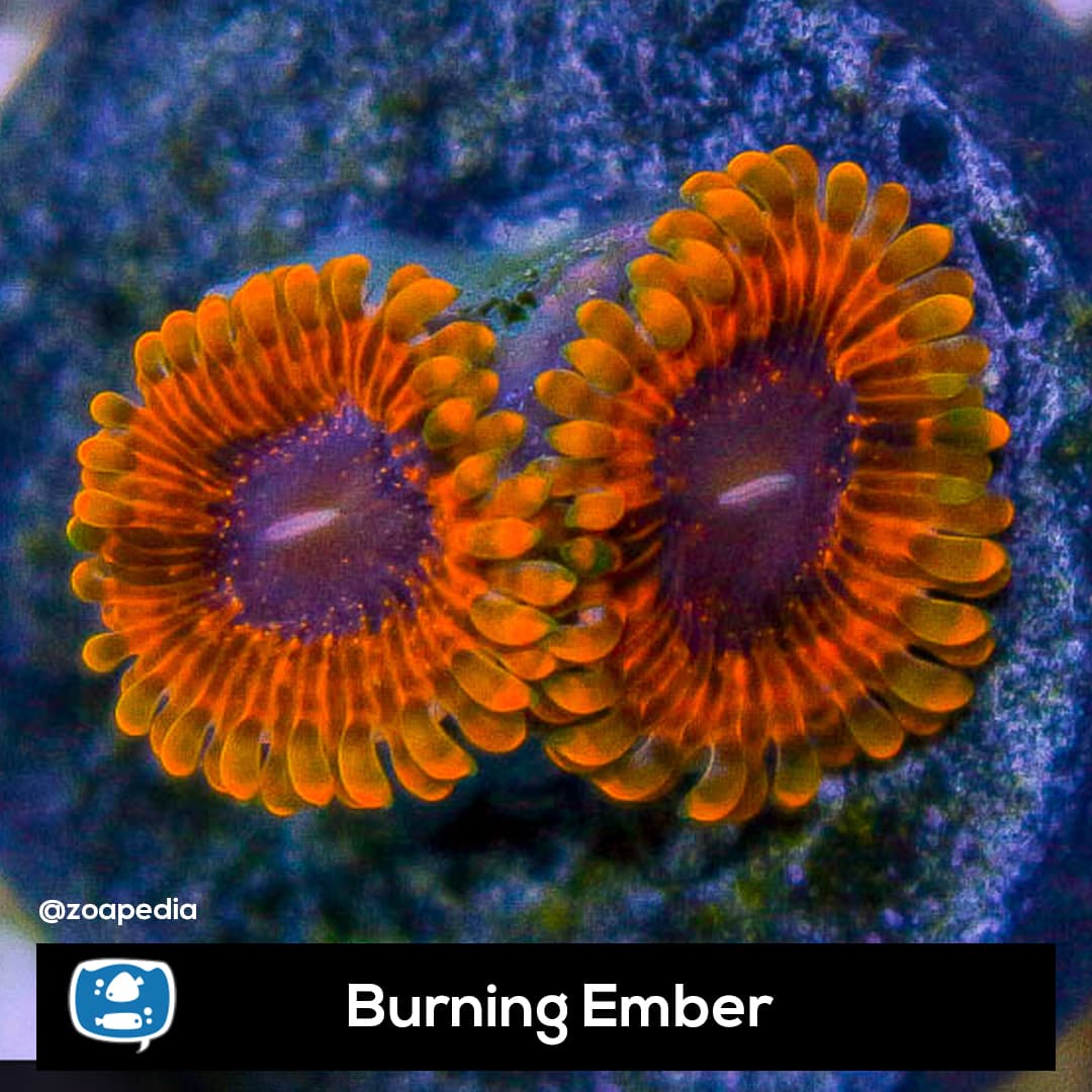 Burning Ember