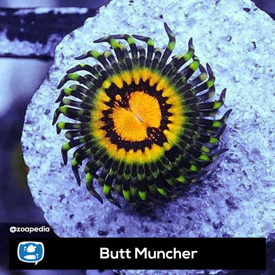 Butt Muncher