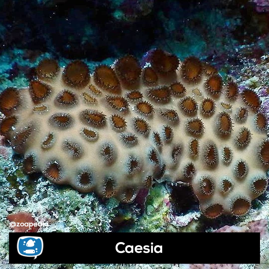 Caesia