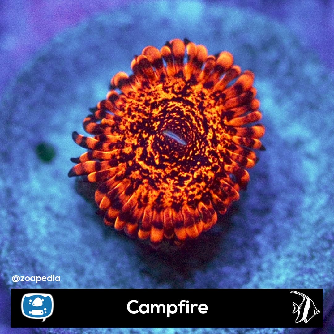Campfire