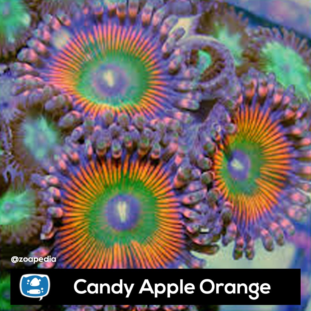 Candy Apple Orange