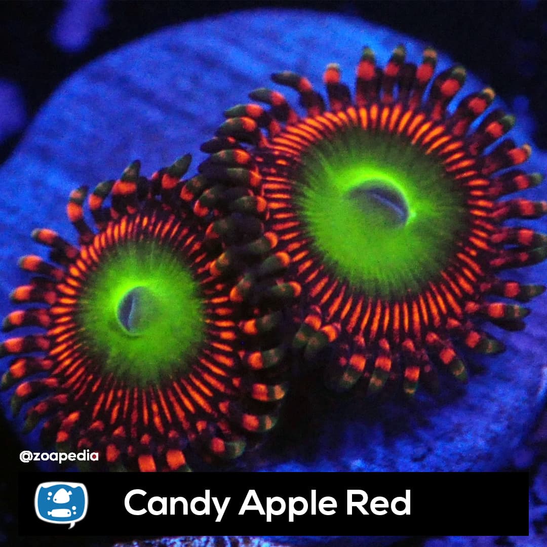 Candy Apple Red