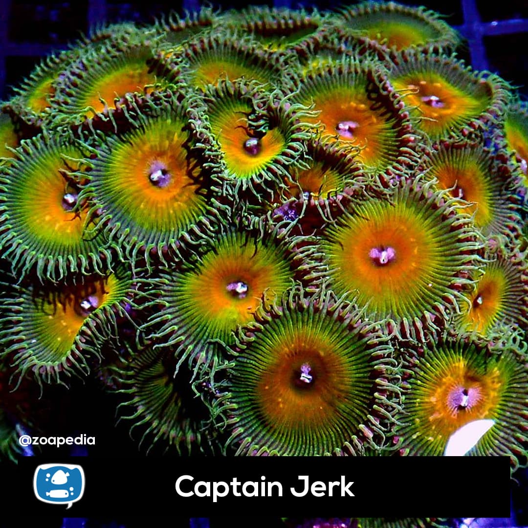 Captain Jerk