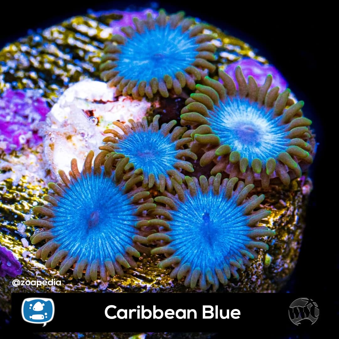 Caribbean Blue