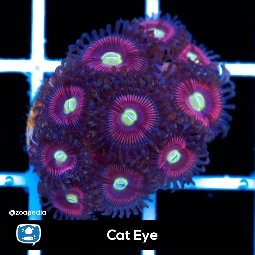 Cat Eye