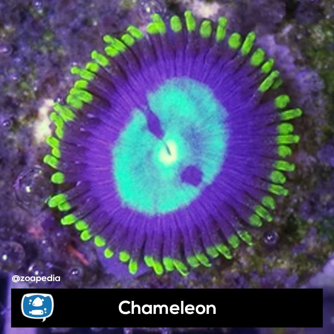Chameleon