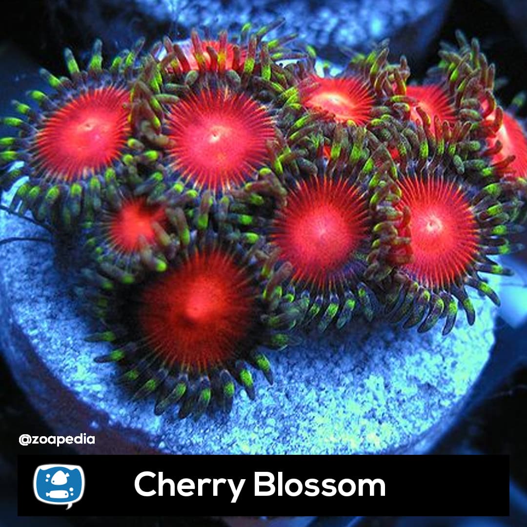 Cherry Blossom
