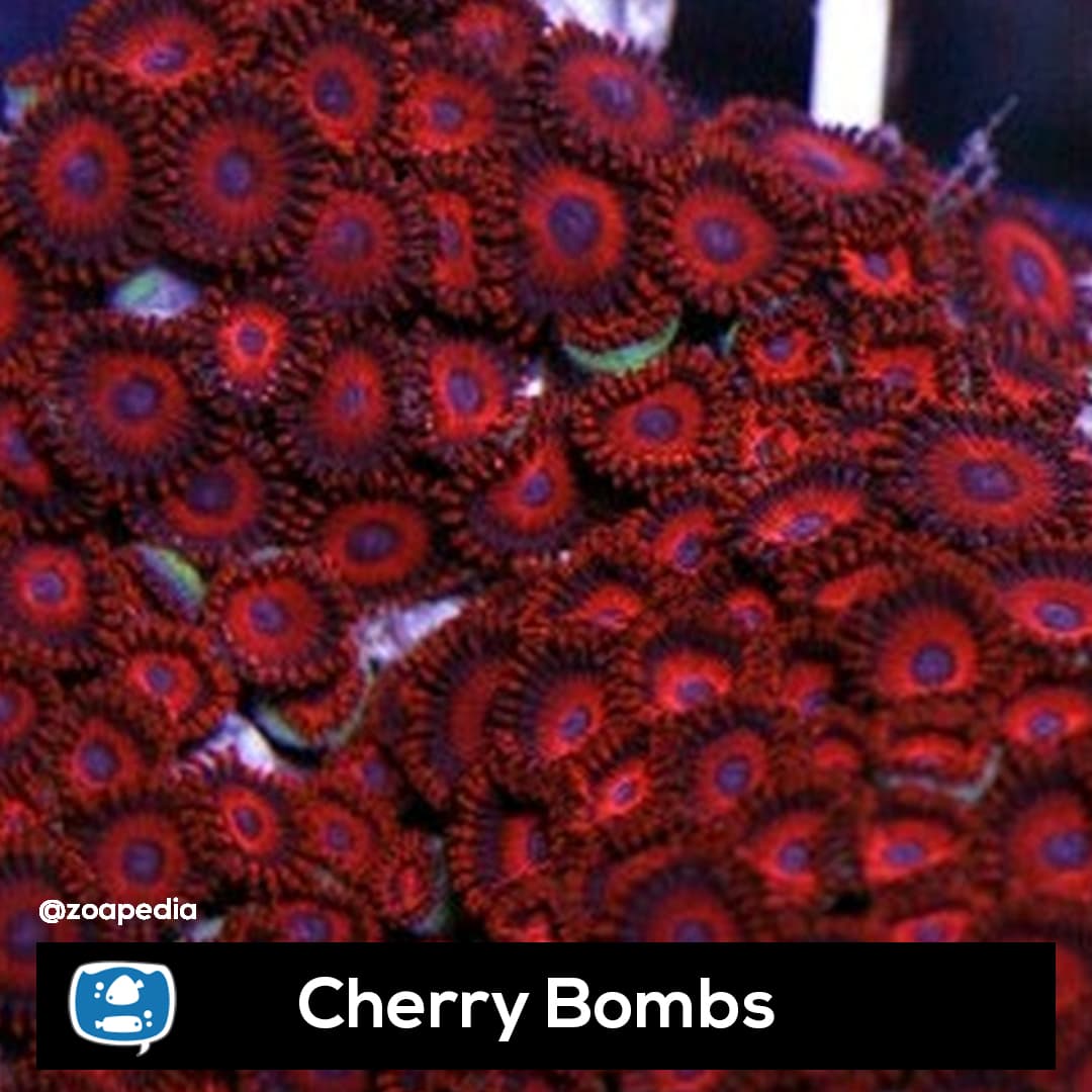 Cherry Bomb