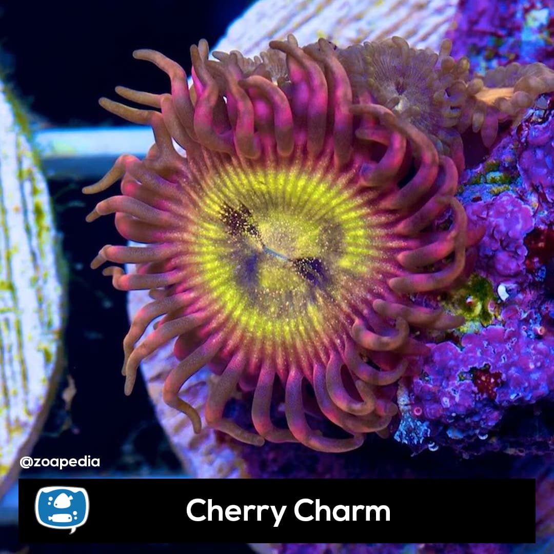 Cherry Charm