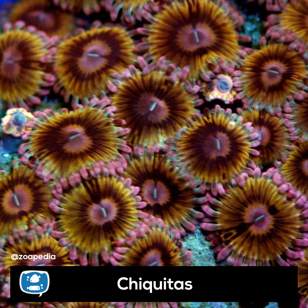 Chiquitas