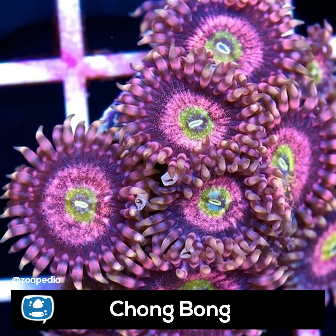 Chong Bong