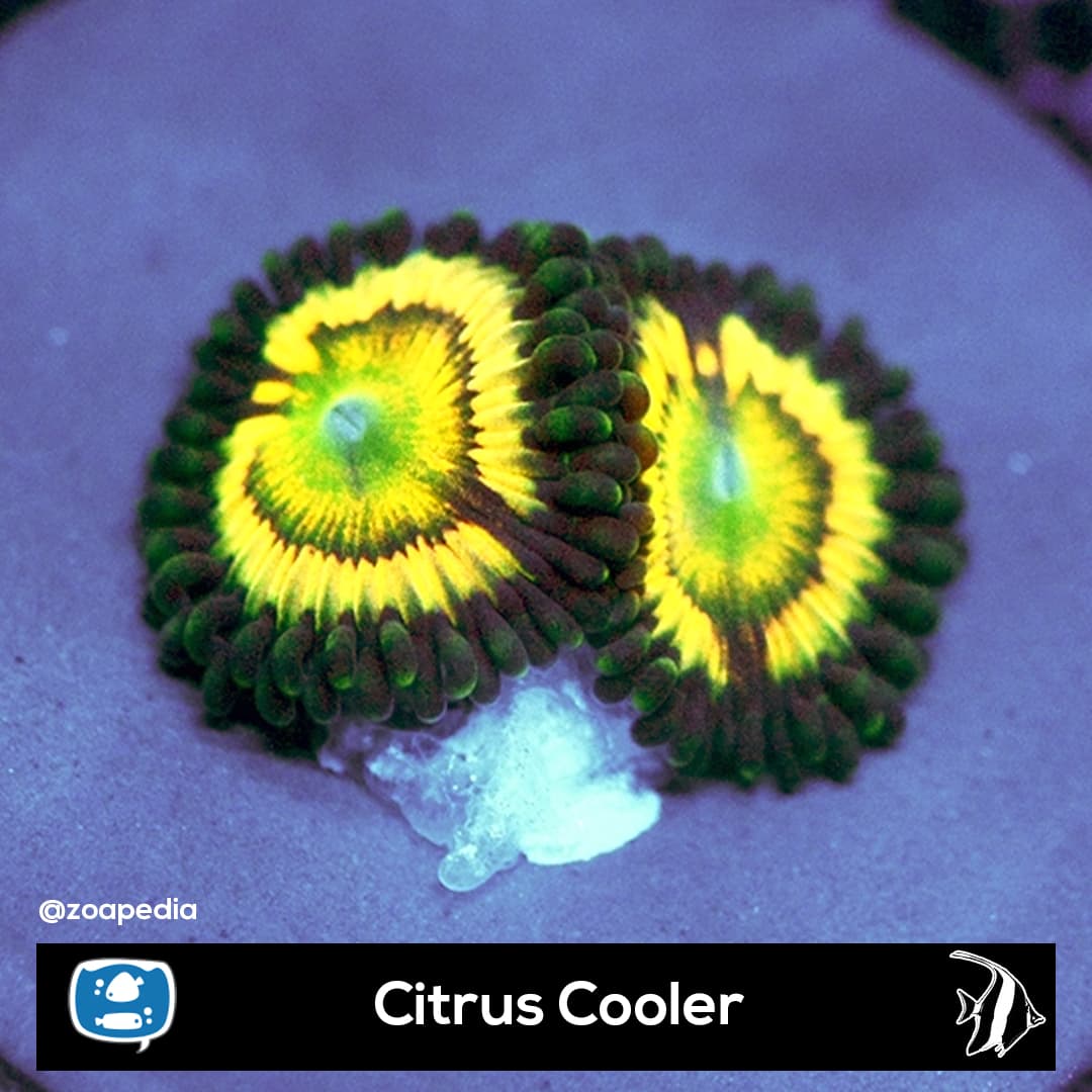 Citrus Cooler