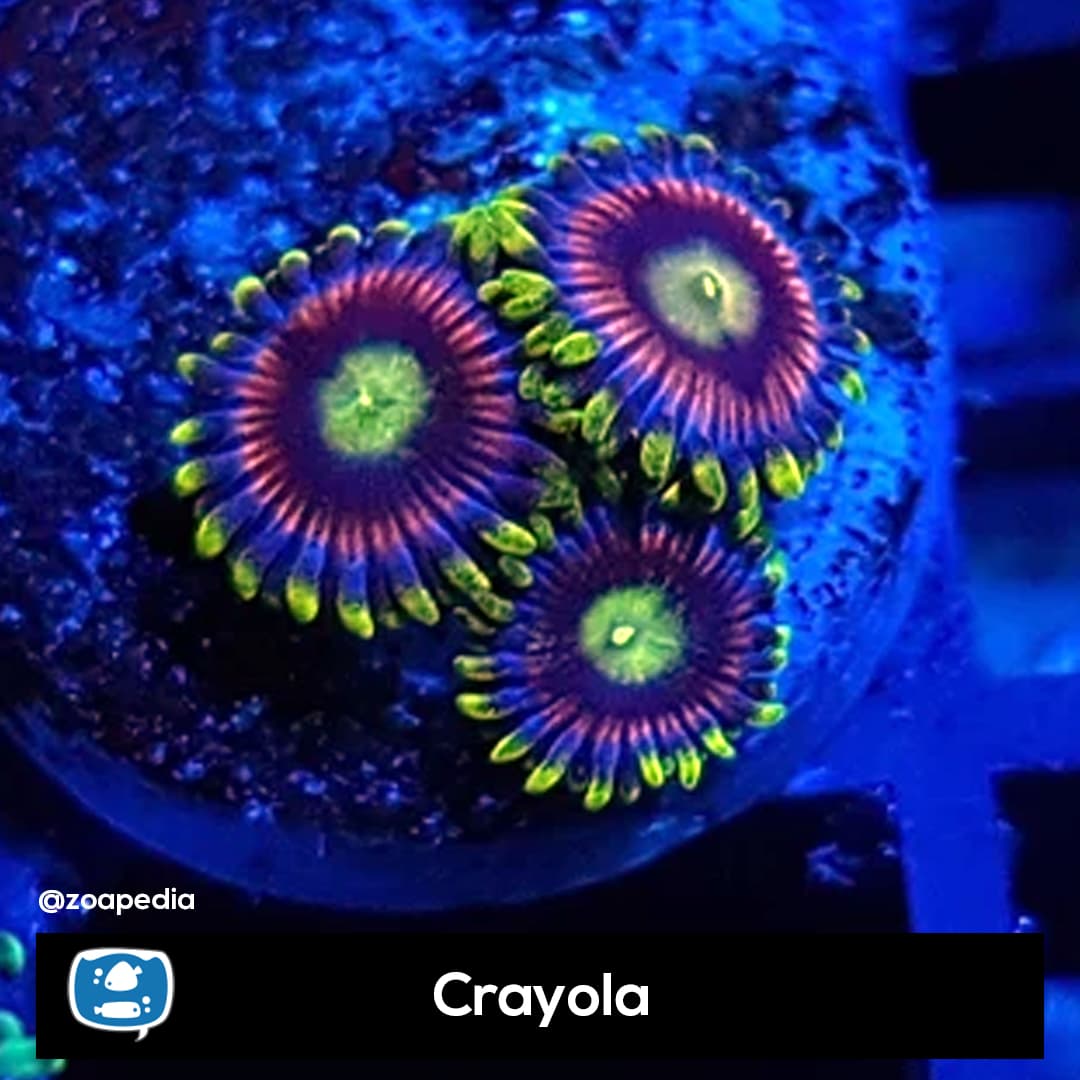 Crayola