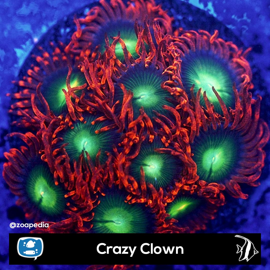 Crazy Clown
