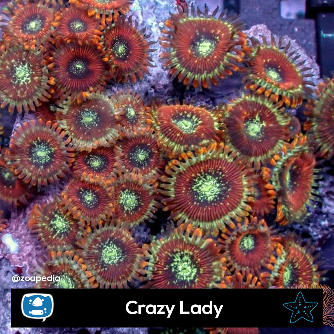 Crazy Lady