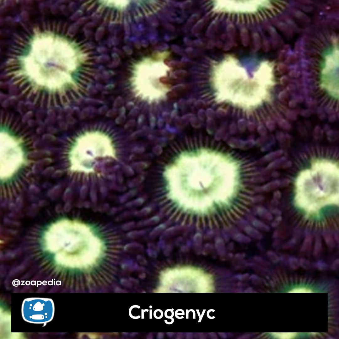Criogenyc