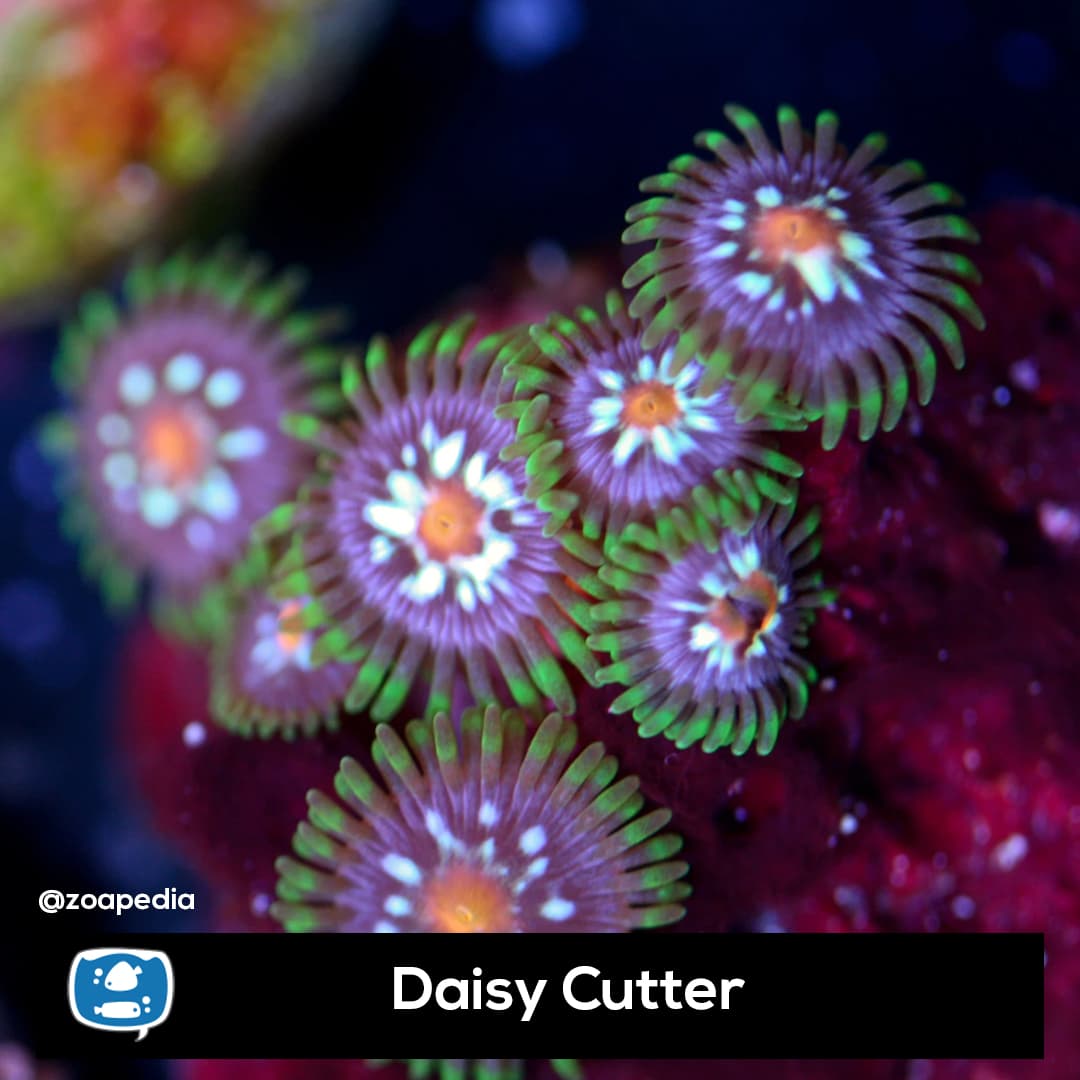 Daisy Cutter