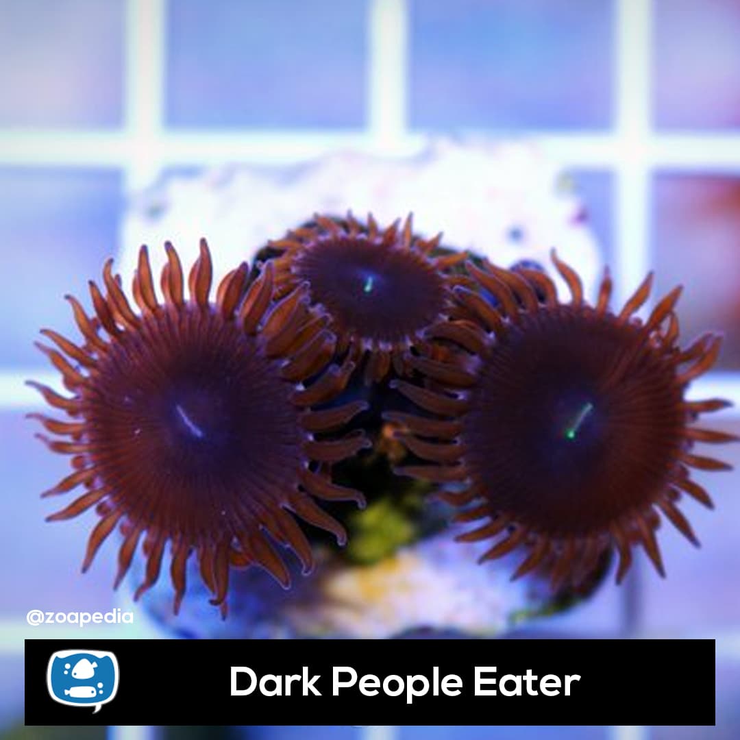 Dark People Eater