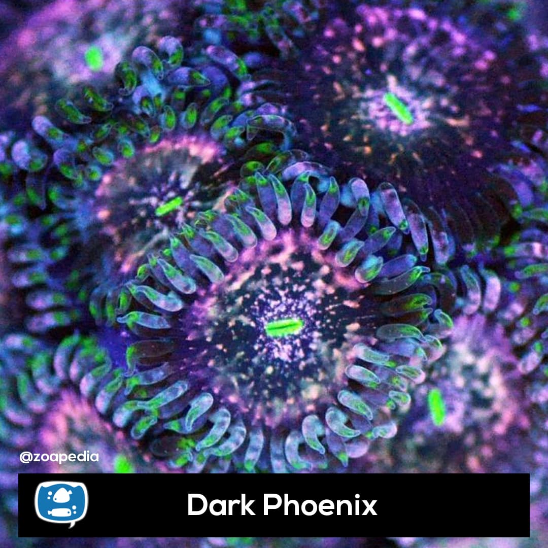 Dark Phoenix