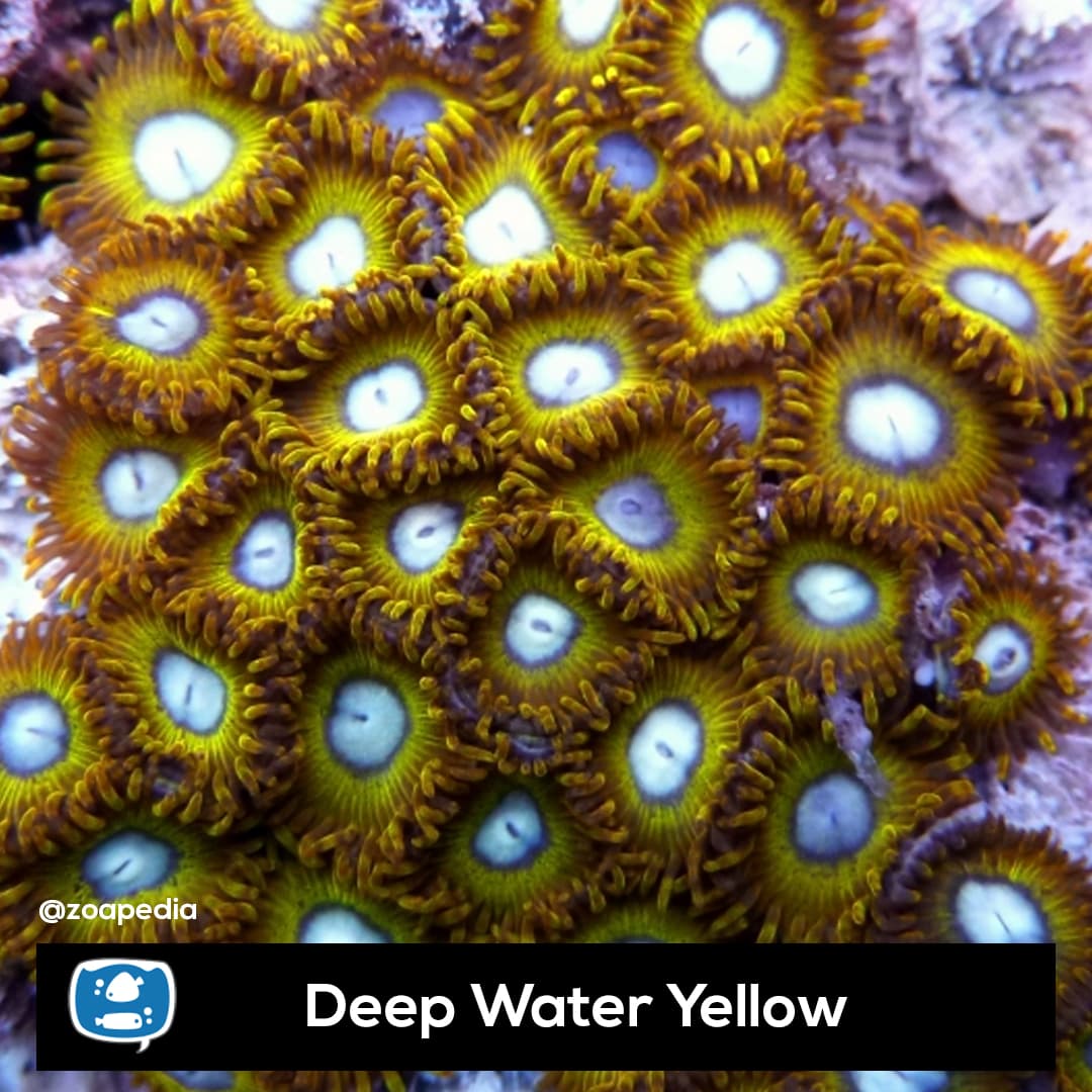 Deep Water Yellow