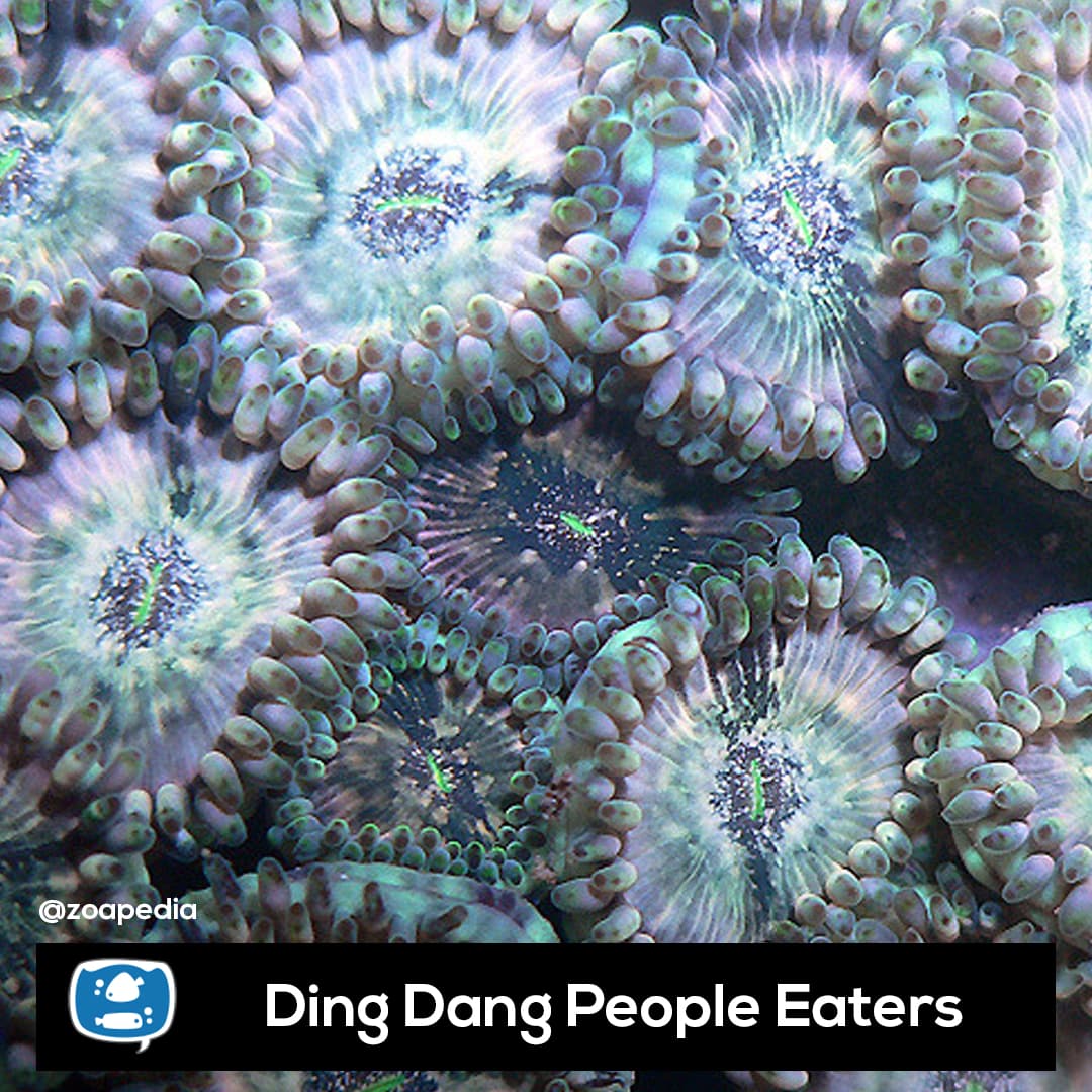 Ding Dang People Eaters