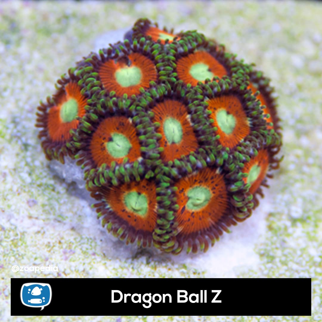Dragon ball z