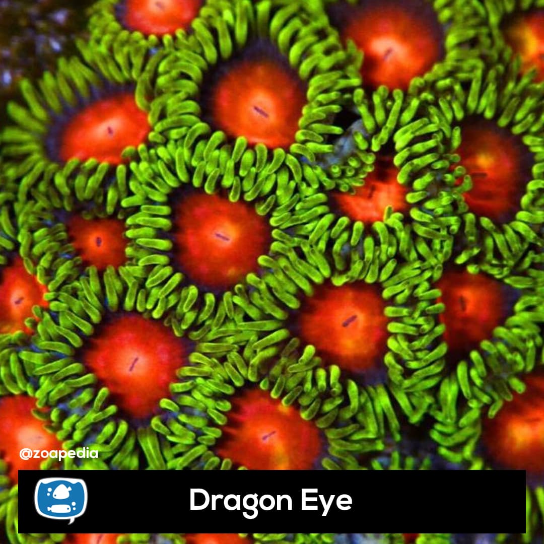 Dragon Eye