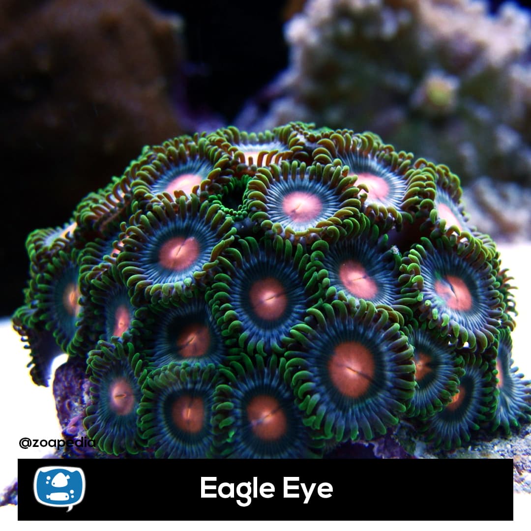 Eagle Eyes
