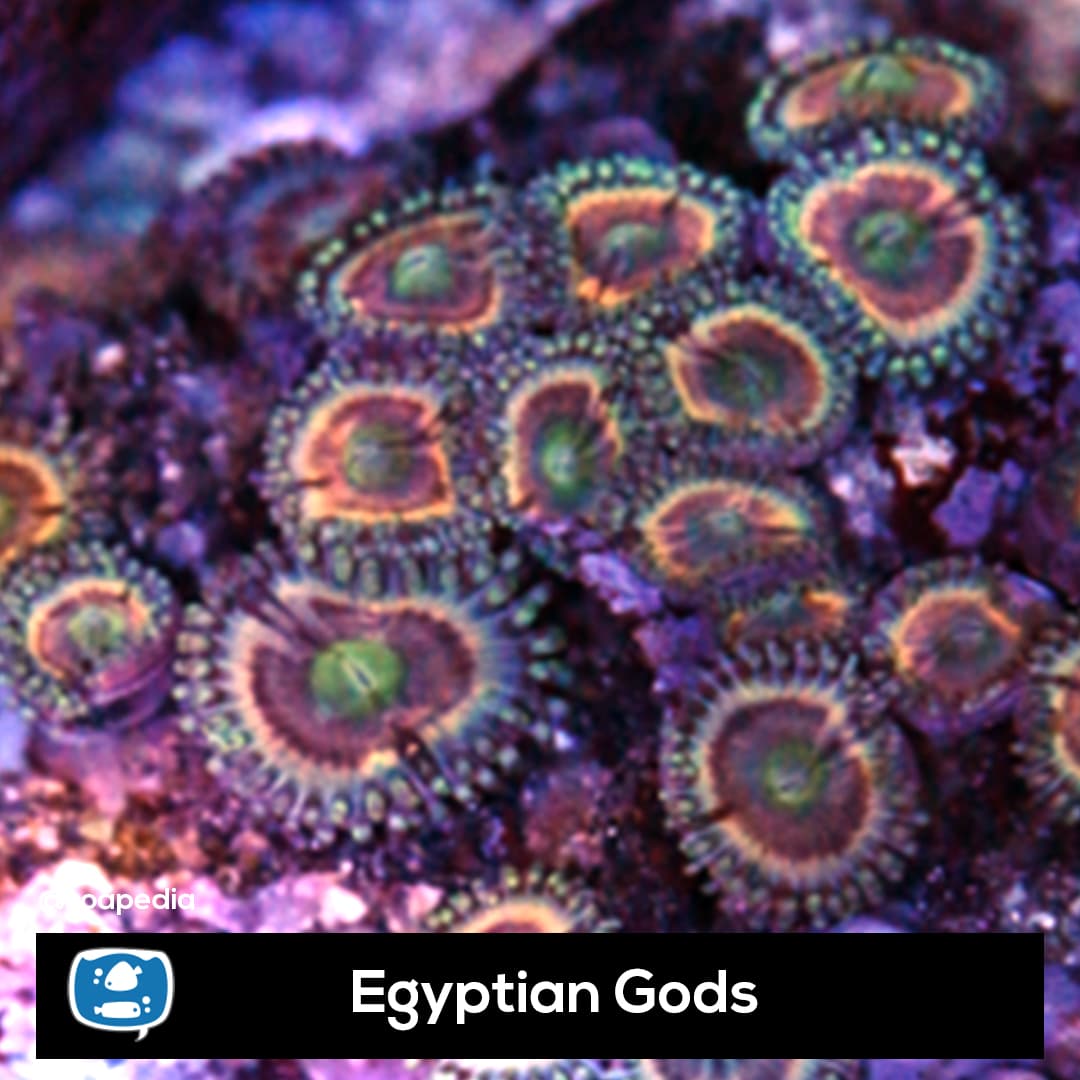 Egyptian Gods