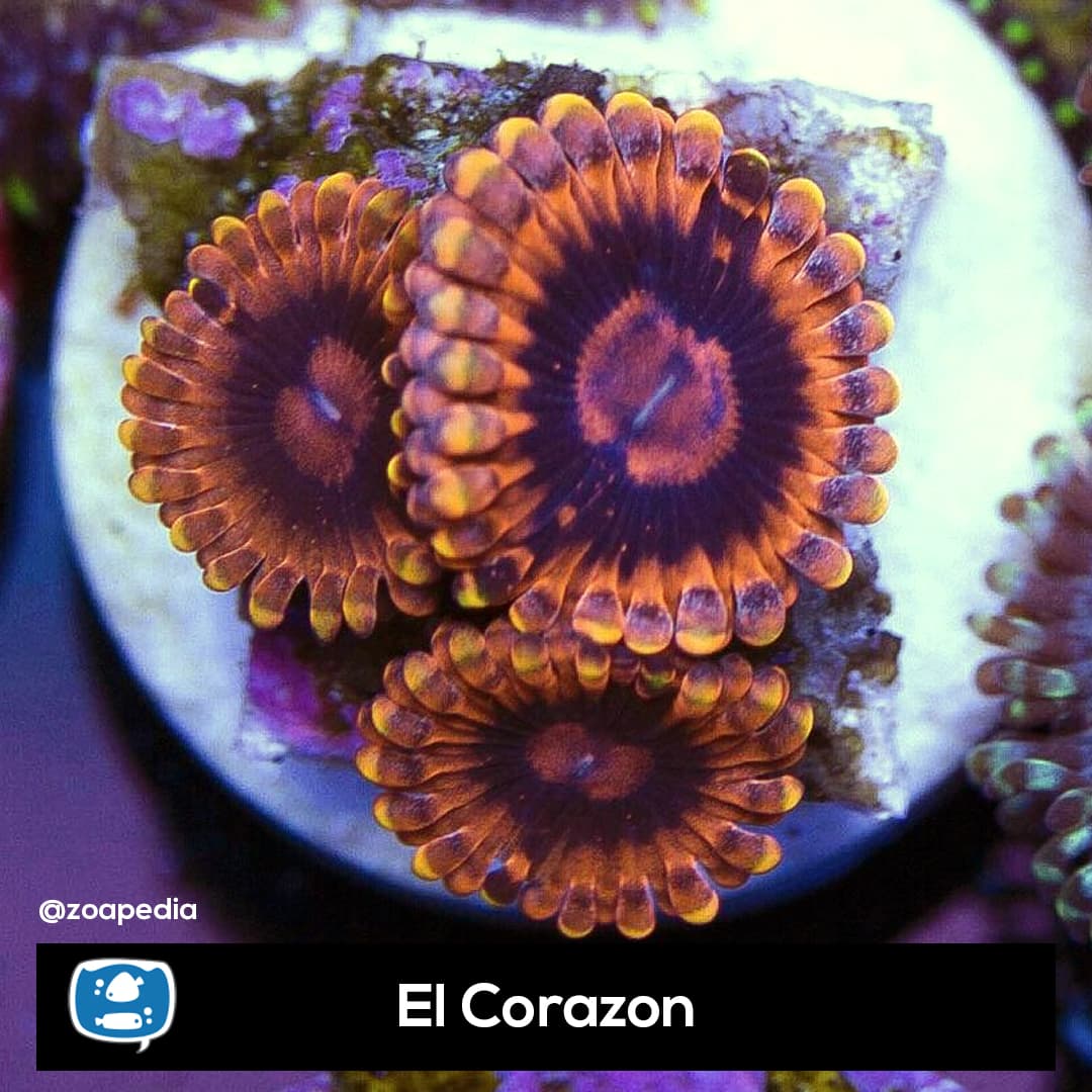 El Corazon