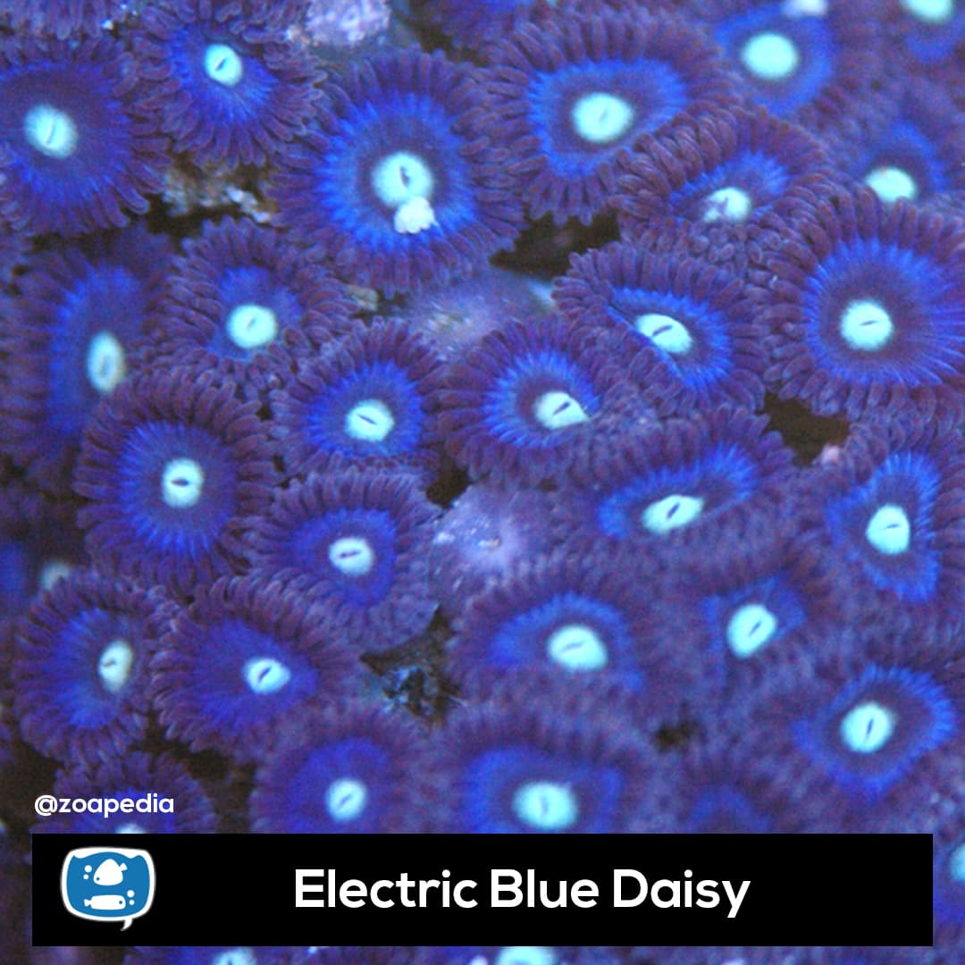 Electric Blue Daisy