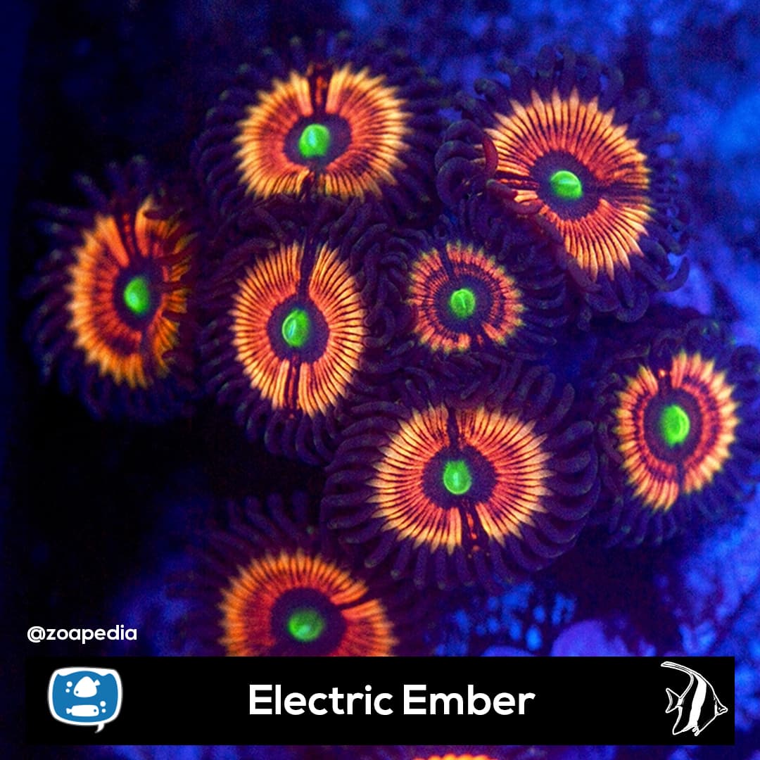 Electric Ember