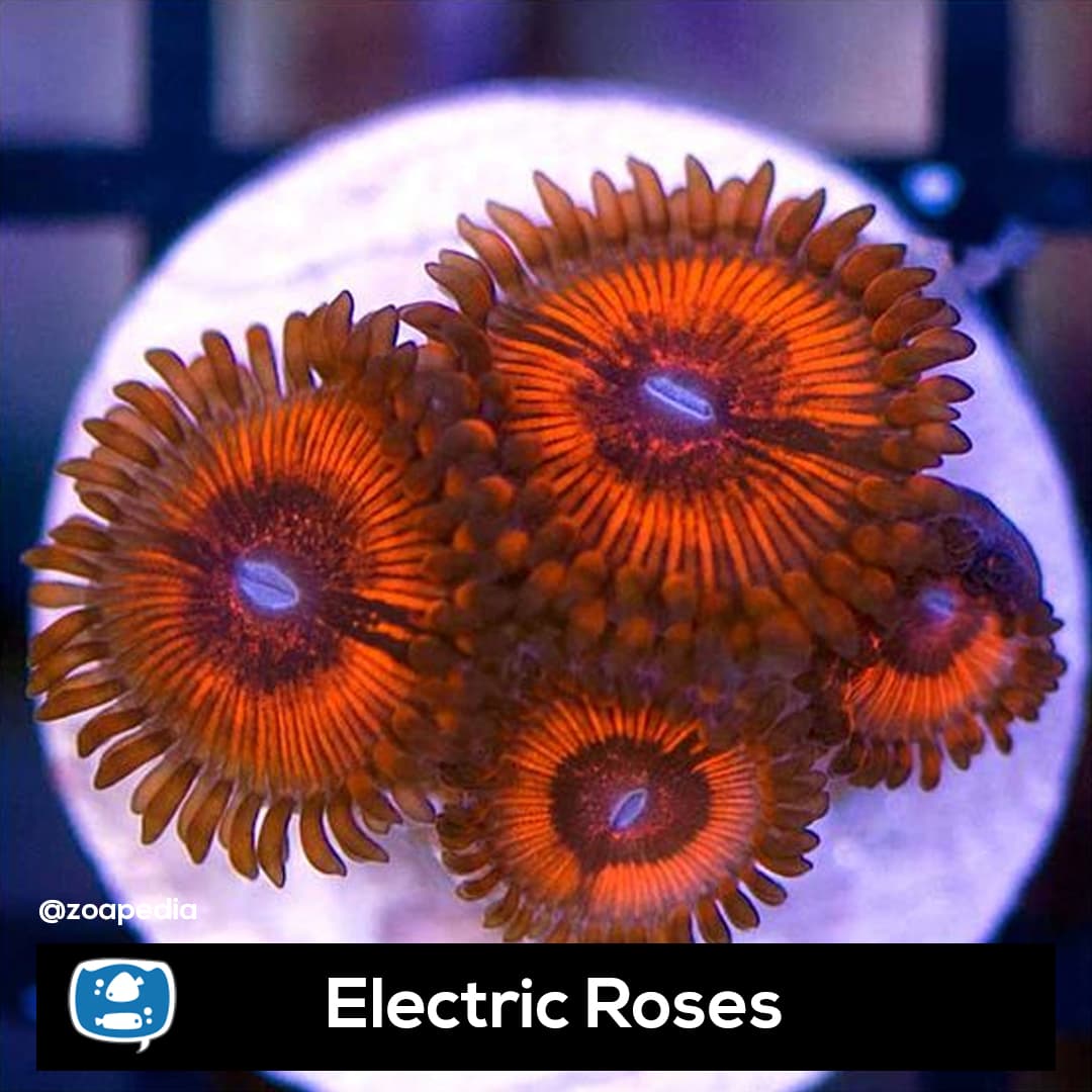 Electric Roses
