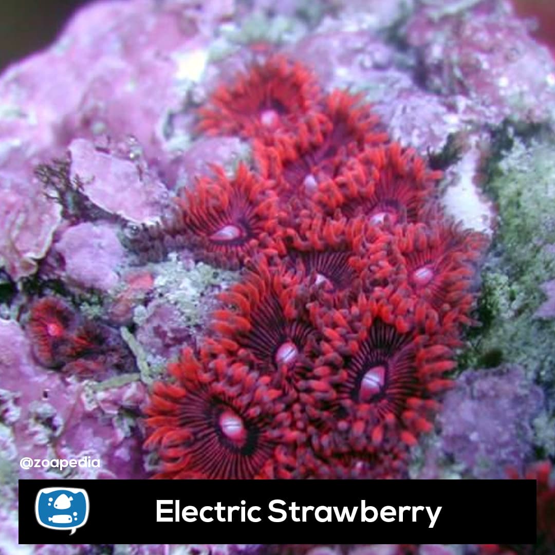 Electric Strawberry