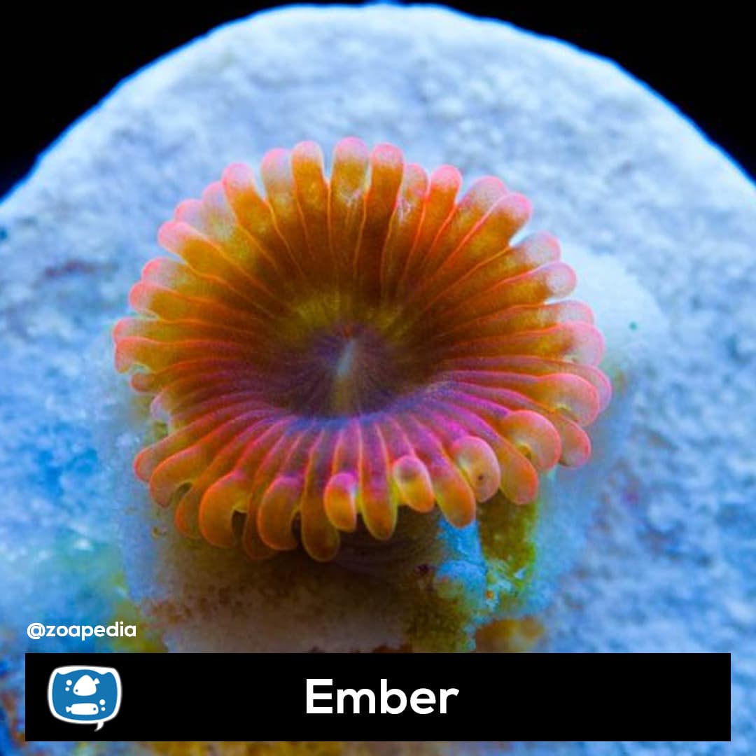 Ember