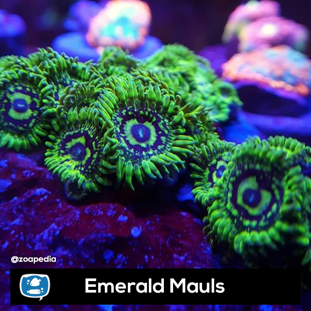 Emerald Mauls