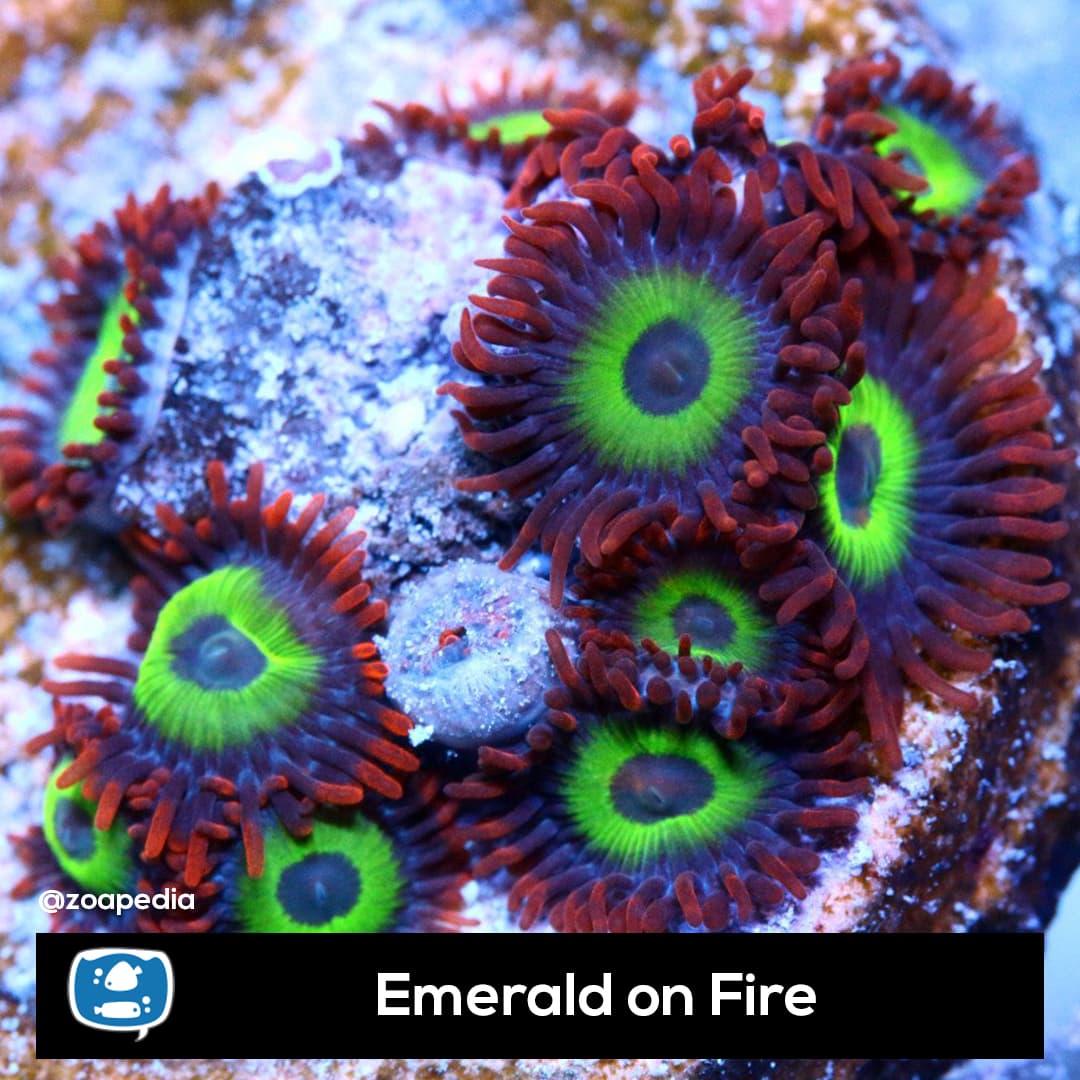 Emerald on Fire